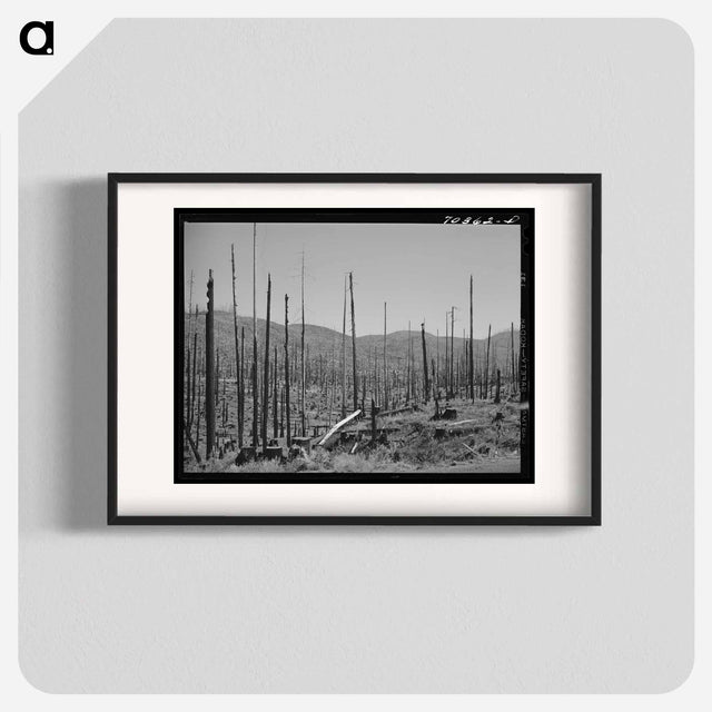 アートポスター-Cut-Over Forest Land, Clatsop County, Oregon
 - ラッセル リー Poster.