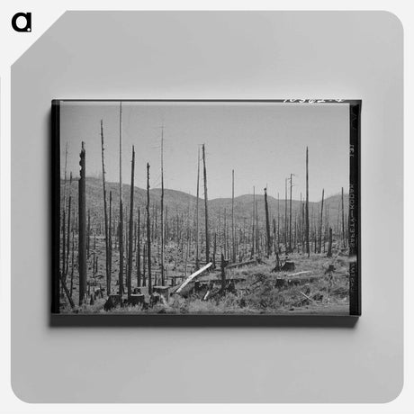 アートパネル-Cut-Over Forest Land, Clatsop County, Oregon
 - ラッセル リー Canvas.