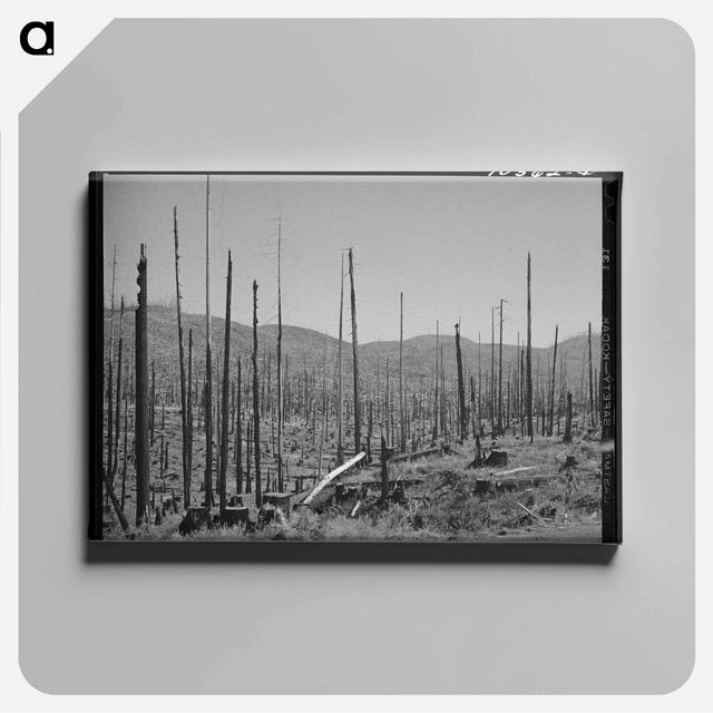 アートパネル-Cut-Over Forest Land, Clatsop County, Oregon
 - ラッセル リー Canvas.