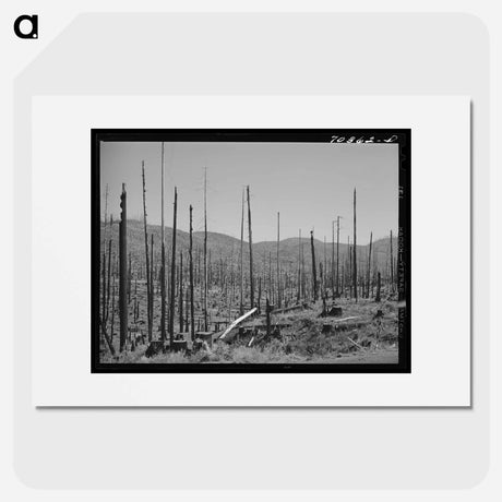 アートポスター-Cut-Over Forest Land, Clatsop County, Oregon
 - ラッセル リー Poster.