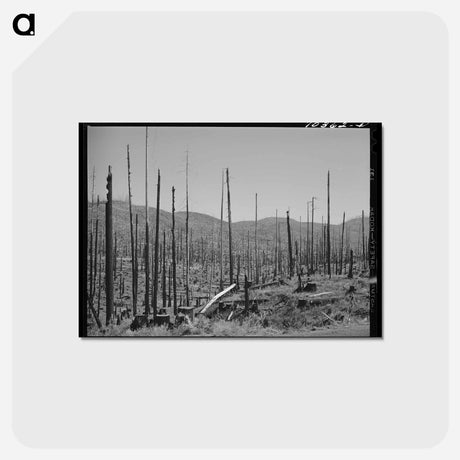 アートポストカード-Cut-Over Forest Land, Clatsop County, Oregon
 - ラッセル リー Postcard.