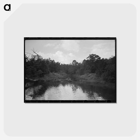 アートポストカード-Trees and Moss along the Bayou, Port of Houston
 - ラッセル リー Postcard.