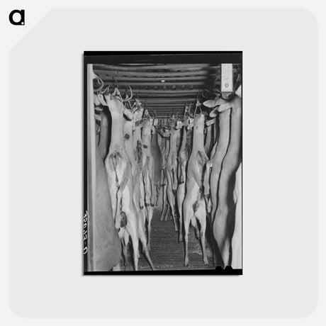 アートポストカード-Deer in Cold Storage, Mason, Texas
 - ラッセル リー Postcard.