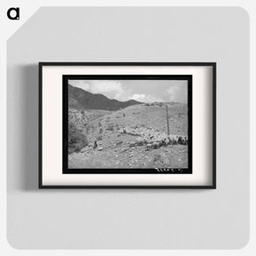 アートポスター-Driving Fat Lambs to Cimarron, Colorado
 - ラッセル リー Poster.