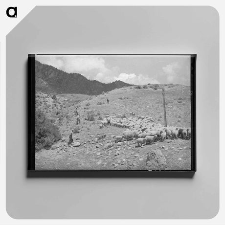 アートパネル-Driving Fat Lambs to Cimarron, Colorado
 - ラッセル リー Canvas.