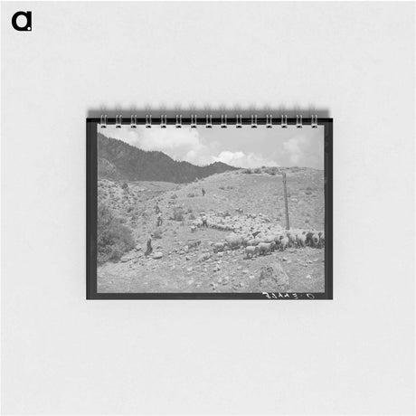 アートメモ帳-Driving Fat Lambs to Cimarron, Colorado
 - ラッセル リー Memo.
