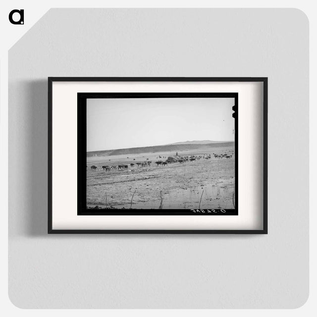 アートポスター-Rancher Feeding Hay, Little Colorado River Valley
 - ラッセル リー Poster.
