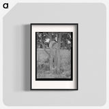 アートポスター-Hen's Nest in Tree, McIntosh County, Oklahoma
 - ラッセル リー Poster.