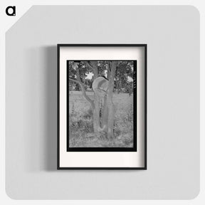 アートポスター-Hen's Nest in Tree, McIntosh County, Oklahoma
 - ラッセル リー Poster.