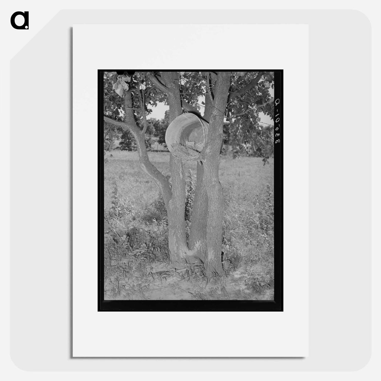 アートポスター-Hen's Nest in Tree, McIntosh County, Oklahoma
 - ラッセル リー Poster.