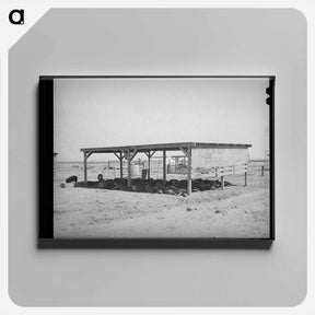 アートパネル-Hogs and Their Shelter at Casa Grande Valley Farms
 - ラッセル リー Canvas.