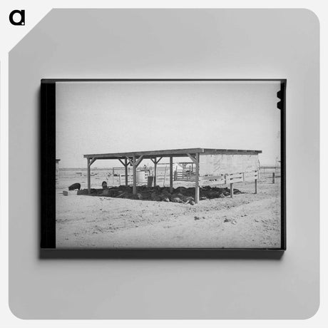 アートパネル-Hogs and Their Shelter at Casa Grande Valley Farms
 - ラッセル リー Canvas.
