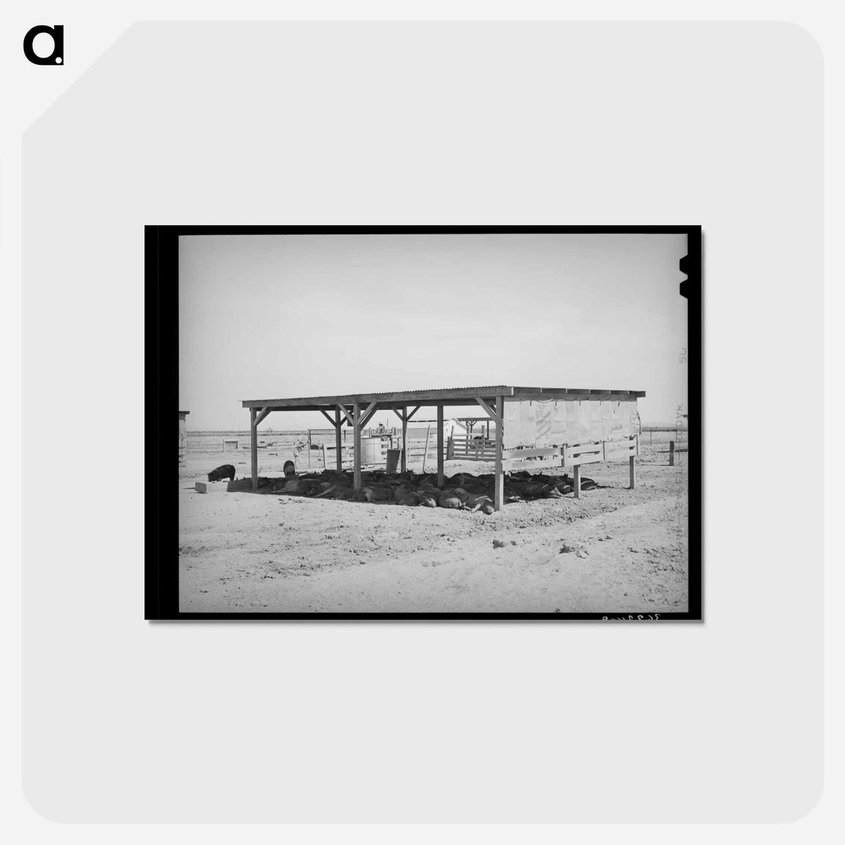 アートポストカード-Hogs and Their Shelter at Casa Grande Valley Farms
 - ラッセル リー Postcard.