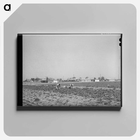 アートパネル-Vegetable Picking, Casa Grande Valley Farms
 - ラッセル リー Canvas.