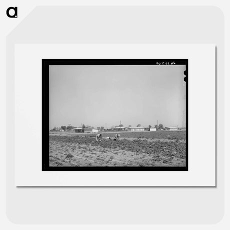 アートポスター-Vegetable Picking, Casa Grande Valley Farms
 - ラッセル リー Poster.