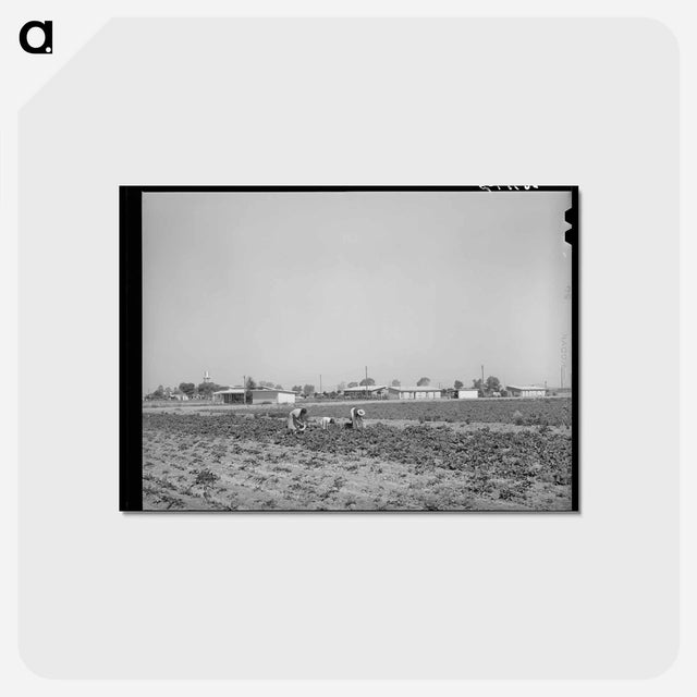 アートポストカード-Vegetable Picking, Casa Grande Valley Farms
 - ラッセル リー Postcard.
