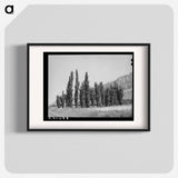 アートポスター-Lombardy Poplars, Box Elder County, Utah
 - ラッセル リー Poster.