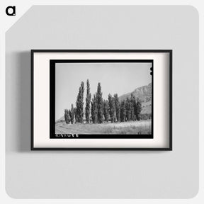 アートポスター-Lombardy Poplars, Box Elder County, Utah
 - ラッセル リー Poster.