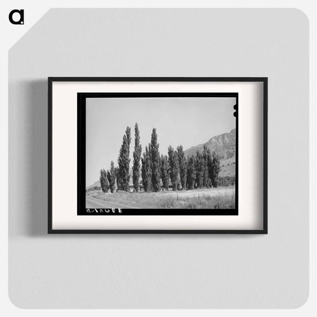 アートポスター-Lombardy Poplars, Box Elder County, Utah
 - ラッセル リー Poster.