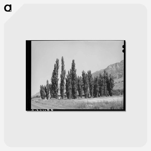 Lombardy Poplars, Box Elder County, Utah
- ラッセル リー Postcard.