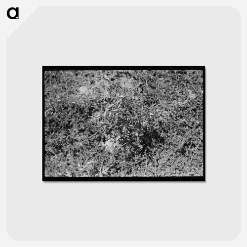 FSA Client Irrigating with Tumbleweed Dam
 - ラッセル リー Postcard.