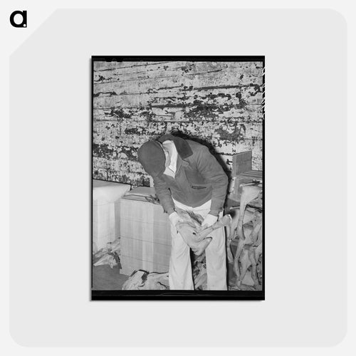 Grading Turkeys at Cold Storage Plant, Brownwood, Texas
 - ラッセル リー Postcard.