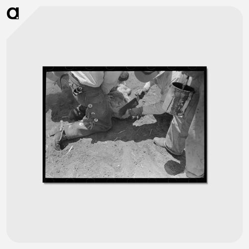 Dehorning a Calf, Spur, Texas
- ラッセル リー Postcard.