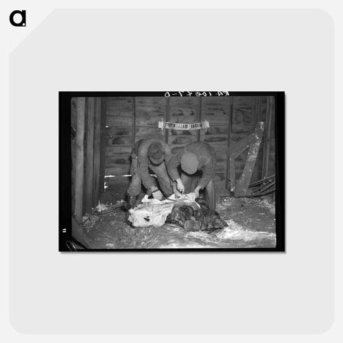 Hog Butchering at the Madsen Farm
- ラッセル リー Postcard.