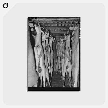 アートポストカード-Deer in Cold Storage, Mason, Texas
 - ラッセル リー Postcard.