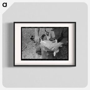 アートポスター-Hand Shearing of Newly-Born Kid, Kimble County, Texas
 - ラッセル リー Poster.