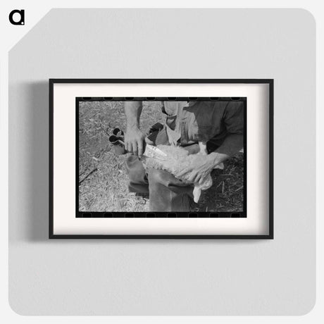 アートポスター-Hand Shearing of Newly-Born Kid, Kimble County, Texas
 - ラッセル リー Poster.