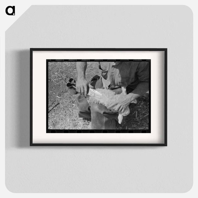 アートポスター-Hand Shearing of Newly-Born Kid, Kimble County, Texas
 - ラッセル リー Poster.