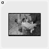 アートポストカード-Hand Shearing of Newly-Born Kid, Kimble County, Texas
 - ラッセル リー Postcard.