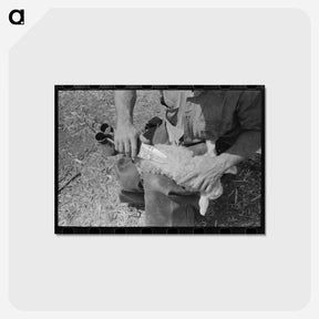 アートポストカード-Hand Shearing of Newly-Born Kid, Kimble County, Texas
 - ラッセル リー Postcard.