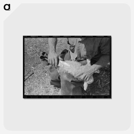 アートポストカード-Hand Shearing of Newly-Born Kid, Kimble County, Texas
 - ラッセル リー Postcard.
