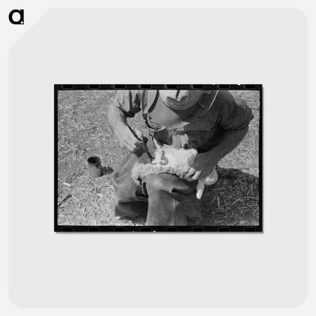 アートポストカード-Newly Born Kid, Kimble County, Texas
 - ラッセル リー Postcard.