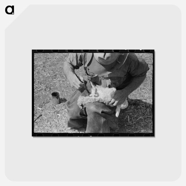 アートポストカード-Newly Born Kid, Kimble County, Texas
 - ラッセル リー Postcard.