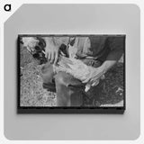 アートパネル-Kimble County Ranch: Newborn Identification
 - ラッセル リー Canvas.