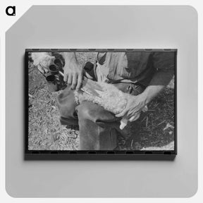 アートパネル-Kimble County Ranch: Newborn Identification
 - ラッセル リー Canvas.