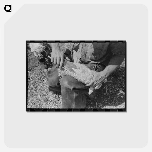 アートポストカード-Kimble County Ranch: Newborn Identification
 - ラッセル リー Postcard.