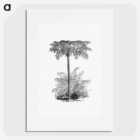 アートポスター-Reinforced Tree Fern
 - 大英図書館 Poster.