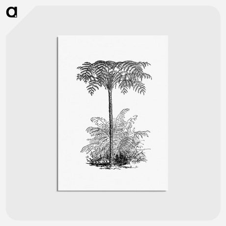 アートポストカード-Reinforced Tree Fern
 - 大英図書館 Postcard.