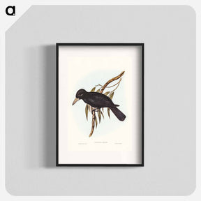 アートポスター-Quoy's Crow-Shrike
 - ジョン グールド Poster.