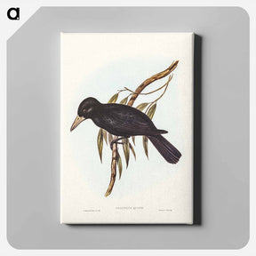 アートパネル-Quoy's Crow-Shrike
 - ジョン グールド Canvas.