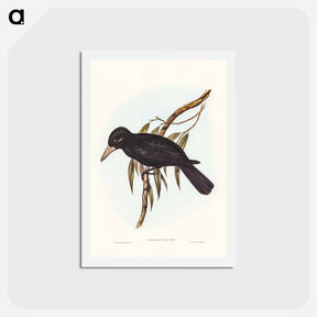 アートポストカード-Quoy's Crow-Shrike
 - ジョン グールド Postcard.