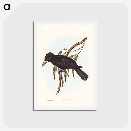 アートポストカード-Quoy's Crow-Shrike
 - ジョン グールド Postcard.