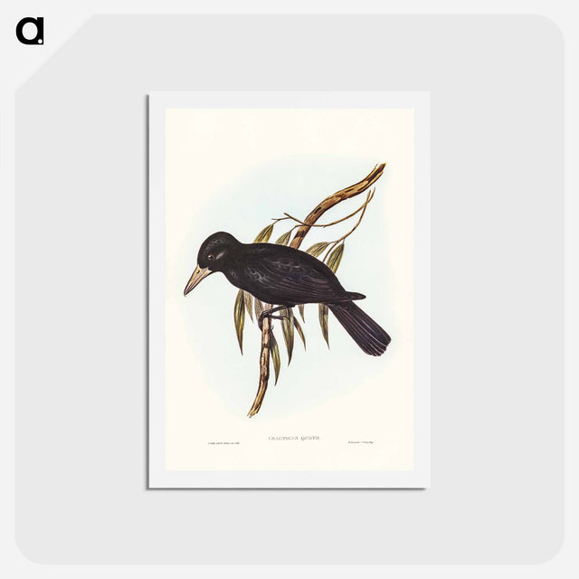 アートポストカード-Quoy's Crow-Shrike
 - ジョン グールド Postcard.