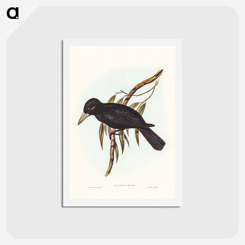 Quoy's Crow-Shrike
 - ジョン グールド Postcard.