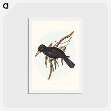 Quoy's Crow-Shrike
 - ジョン グールド Postcard.