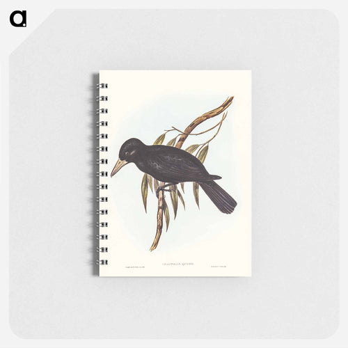 Quoy's Crow-Shrike
 - John Gould Memo.